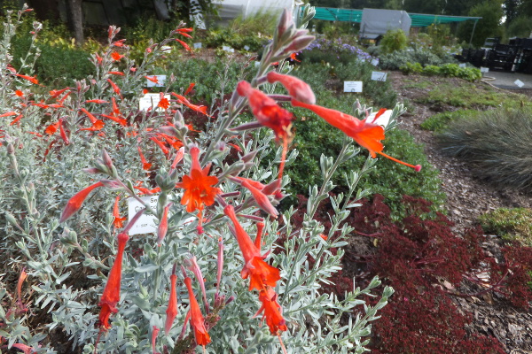 Zauschneria californica subsp Olbrichs Silver